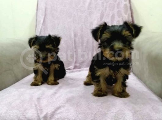 Morkie Cinsi Yavrular Sevimli görsel