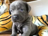 Blue Cane Corso Irk Garanti̇li̇