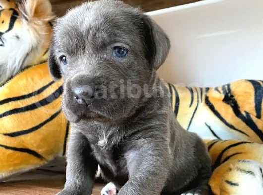 Blue Cane Corso Irk Garanti̇li̇ görsel