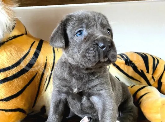 Blue Cane Corso Irk Garanti̇li̇
