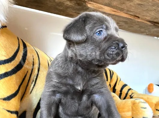 Blue Cane Corso Irk Garanti̇li̇ görsel