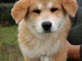 Akita İnu Yavrular