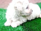 Maltesse Terrier Cinsi Yavrular