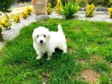 Maltesse Terrier Cinsi Güzel Yavrular
