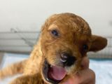 Toy Poodle Yavrularimiz 16 Günlük Gözleri̇ni̇ Açtilar Rezerveye Hazirdir