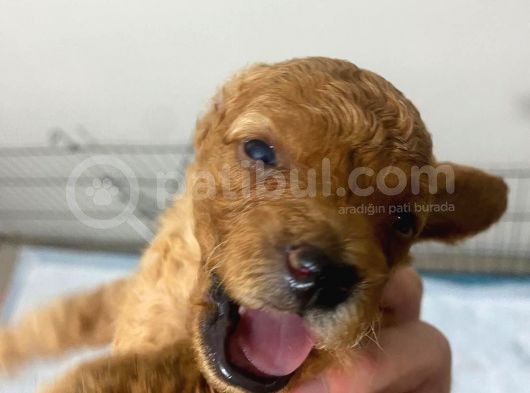 Toy Poodle Yavrularimiz 16 Günlük Gözleri̇ni̇ Açtilar Rezerveye Hazirdir görsel