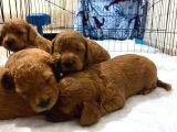 Toy Poodle Yavrularimiz 16 Günlük Gözleri̇ni̇ Açtilar Rezerveye Hazirdir