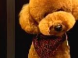Toy Poodle Yavrularimiz 16 Günlük Gözleri̇ni̇ Açtilar Rezerveye Hazirdir