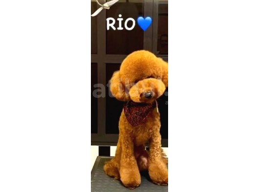 Toy Poodle Yavrularimiz 16 Günlük Gözleri̇ni̇ Açtilar Rezerveye Hazirdir
