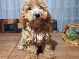 3.5 Aylık Erkek Aprikot Poodle