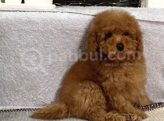 Red Mi̇ni̇ Toy Poodle Yavrular görsel
