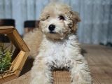 3.5 Aylık Erkek Minyatür Poodle