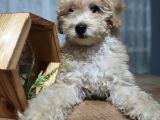 3.5 Aylık Erkek Minyatür Poodle