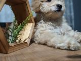 3.5 Aylık Erkek Minyatür Poodle