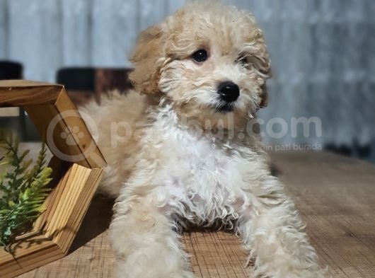 3.5 Aylık Erkek Minyatür Poodle görsel