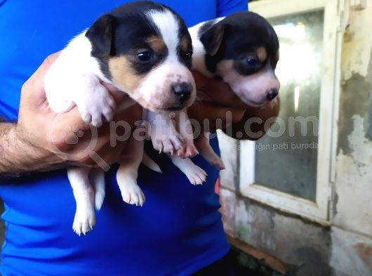 Sağlik Garanti̇li̇ Jack Russell Yavrular görsel