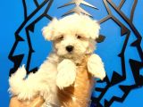 Maltesse Terrier Cinsi Güzel Yavrular 