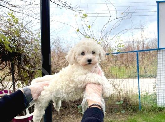 Maltesse Terrier Cinsi Güzel Yavrular görsel