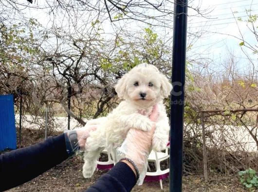 Maltesse Terrier Cinsi Güzel Yavrular