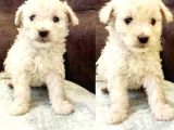 Maltesse Terrier Cinsi Güzel Yavrular 
