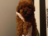 Çocuklarınıza Arkadaş Poodle Bebişlerimiz