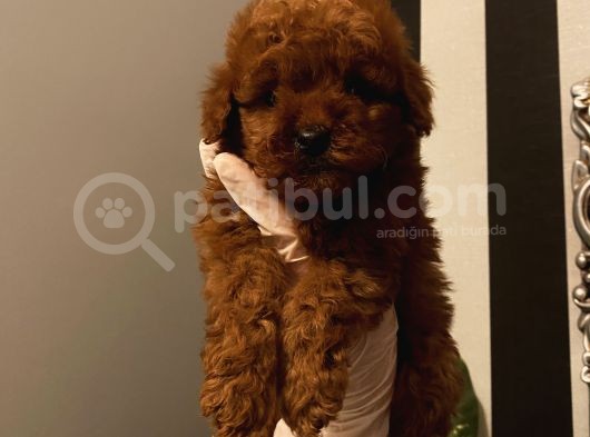 Çocuklarınıza Arkadaş Poodle Bebişlerimiz görsel