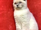 Erkek Scottish Fold Blue Point Yavrumuz