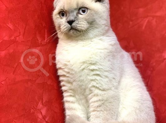 Erkek Scottish Fold Blue Point Yavrumuz