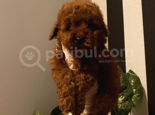 Çocuklarınıza En İyi Arkadaş Poodle Bebekler görsel