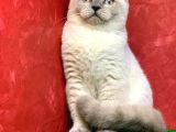 Erkek Scottish Fold Blue Point Yavrumuz