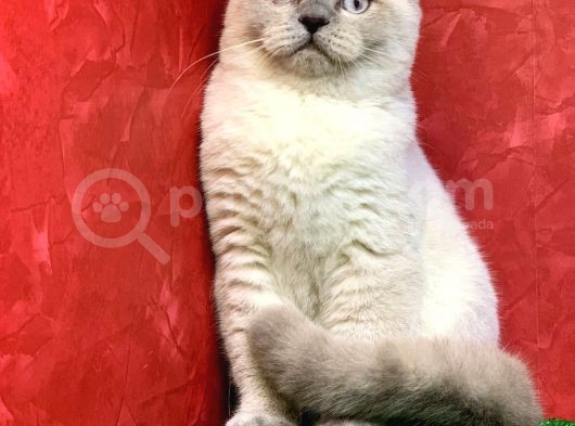 Erkek Scottish Fold Blue Point Yavrumuz görsel