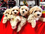 Orji̇nal Malti̇poo Bebekleri̇mi̇z Gelmi̇şti̇r