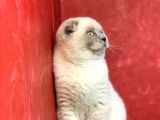 Erkek Scottish Fold Blue Point Yavrumuz
