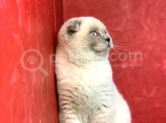Erkek Scottish Fold Blue Point Yavrumuz görsel