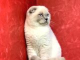 Erkek Scottish Fold Blue Point Yavrumuz