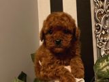 Çocuklarınıza Arkadaş Poodle Bebişlerimiz