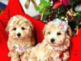 Dizayn Irk Sevimli Maltipoo Yavrular
