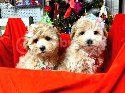Orji̇nal Malti̇poo Bebekleri̇mi̇z Gelmi̇şti̇r görsel