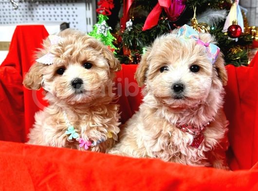 Dizayn Irk Sevimli Maltipoo Yavrular görsel