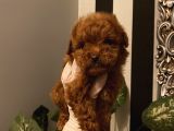 Çocuklarınıza En İyi Arkadaş Poodle Bebekler