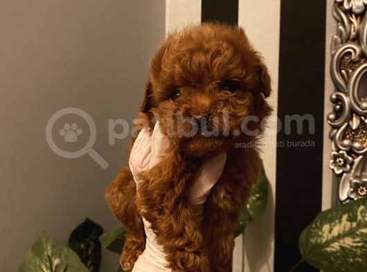 Çocuklarınıza En İyi Arkadaş Poodle Bebekler görsel