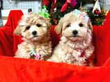 Orji̇nal Malti̇poo Bebekleri̇mi̇z Gelmi̇şti̇r