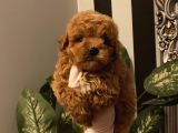 Çocuklarınıza En İyi Arkadaş Poodle Bebekler