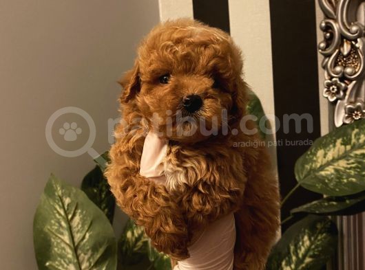Çocuklarınıza En İyi Arkadaş Poodle Bebekler görsel