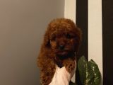 Çocuklarınıza Arkadaş Poodle Bebişlerimiz