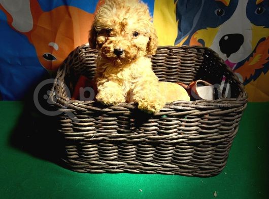 Toy Poodle Bebeklerimiz Saglik Ve Irk Garantili