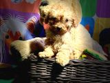 Toy Poodle Bebeklerimiz Saglik Ve Irk Garantili