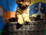 Orji̇nal Toy Poodle Yavrularimiz