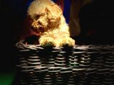 Red Toy Poodle Yavrumuz