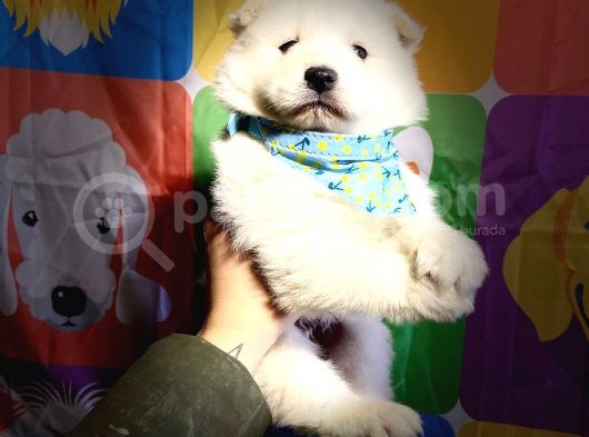 Beyaz Samoyed Yavrularimiz görsel